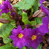 Primula  'Wanda'